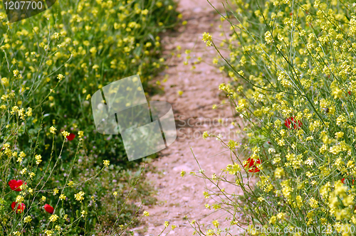 Image of spring flowers