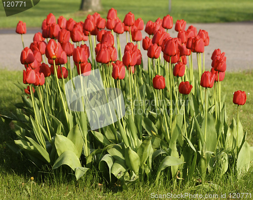 Image of Tulips, flower