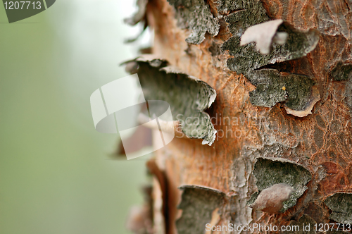 Image of tree trunk macro