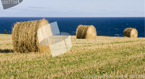 Image of Round bales of straw
