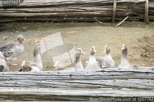 Image of Ducks