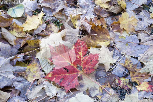 Image of Red Maple Leaf