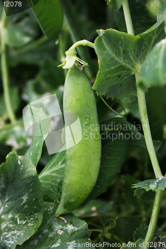 Image of Pea pod