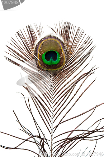 Image of Peacock feather