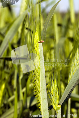 Image of  green ear from wheat (unripe)