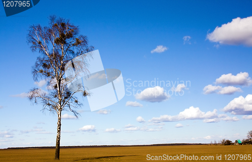Image of birch  in  field 