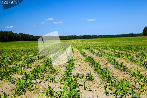 Image of corn field