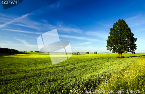 Image of Tree  in the field