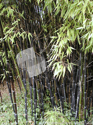 Image of Black Bamboo