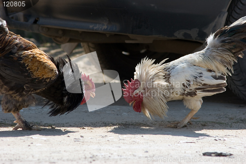 Image of Game-cocks