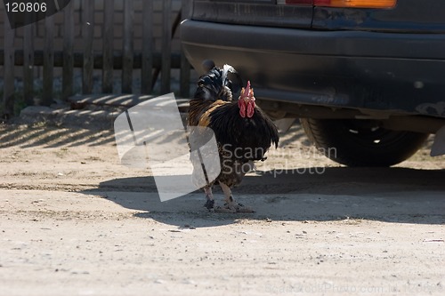Image of Game-cock