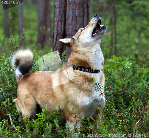 Image of Laika the dog has found a protein