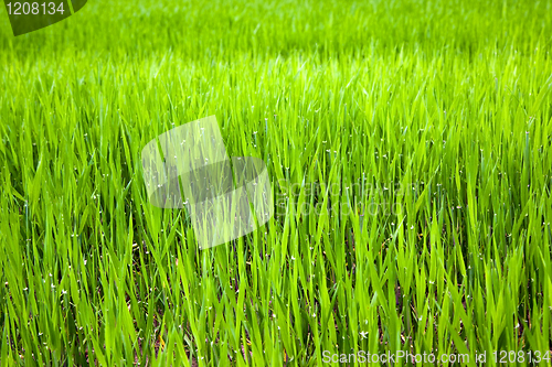 Image of Unripe ear of barley