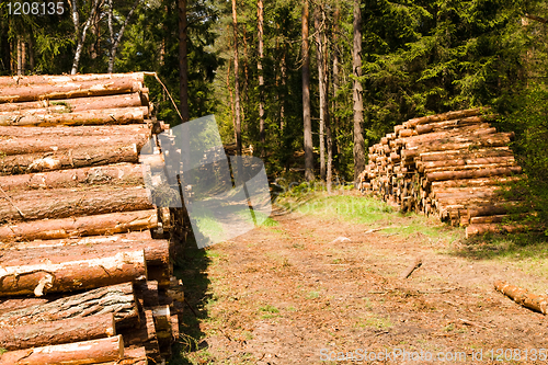 Image of The cut down trees combined together