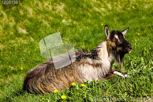 Image of Goat on a grass