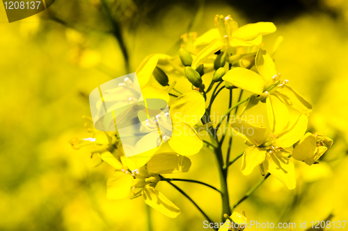 Image of  rape blossoms