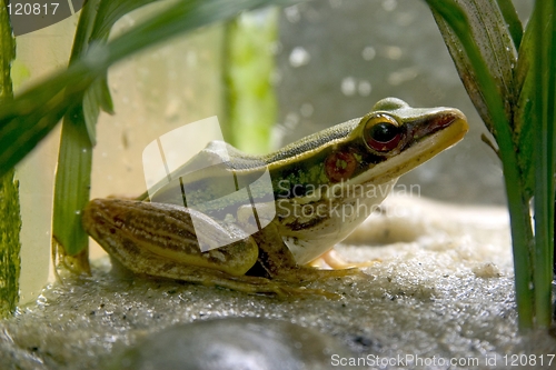 Image of Frog