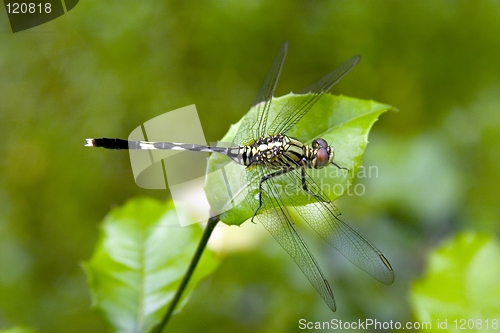 Image of Dragonfly