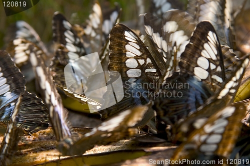 Image of Butterfly