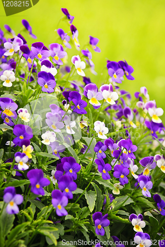 Image of Pansies