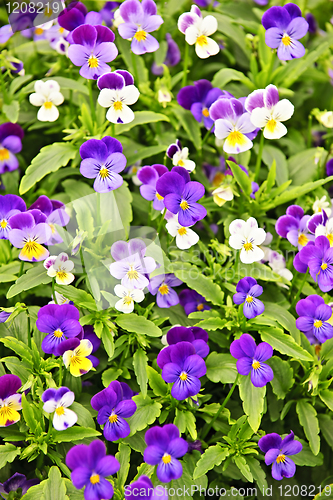 Image of Pansies