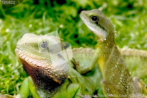 Image of Lizard
