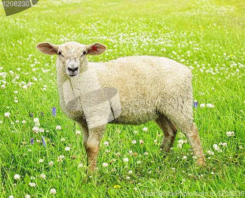 Image of Cute young sheep