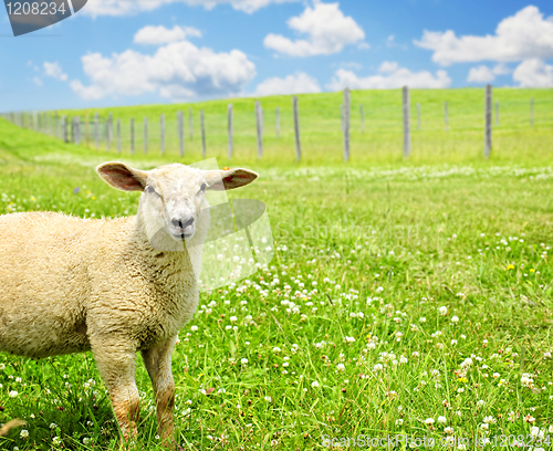 Image of Cute young sheep