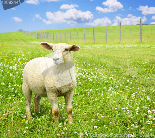 Image of Cute young sheep