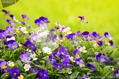 Image of Pansies