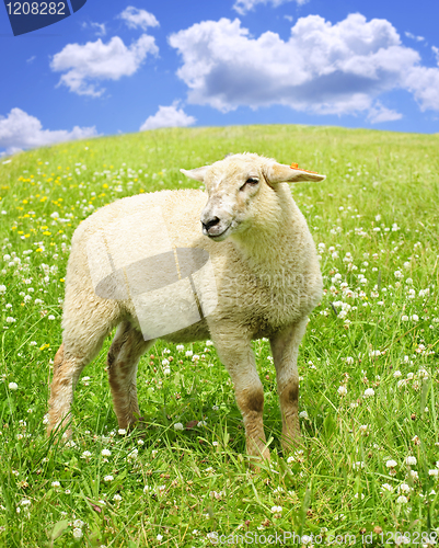 Image of Cute young sheep