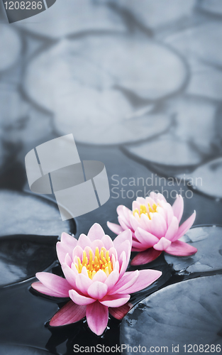 Image of Lotus blossoms