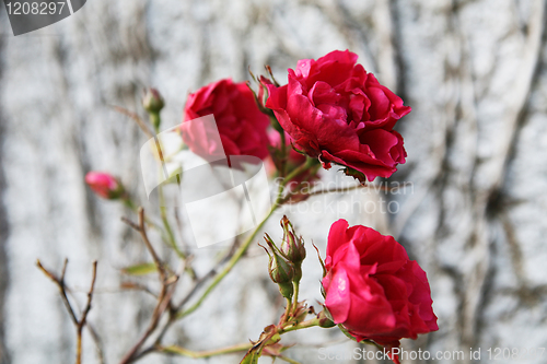 Image of Red Rose