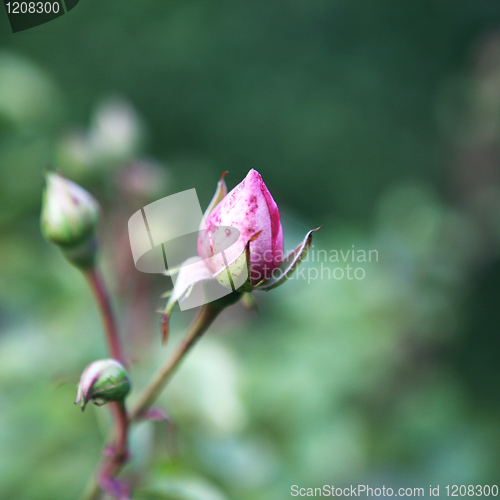Image of Rose Bud