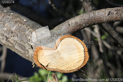 Image of Tree Annual Rings