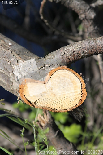 Image of Tree Annual Rings