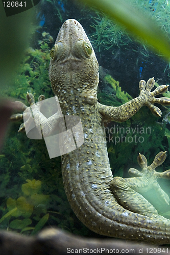 Image of Gecko