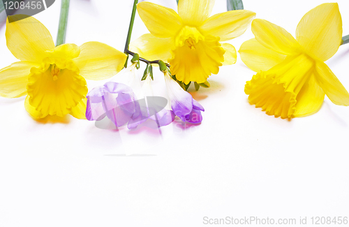 Image of Yellow daffodils and lilac flower on white background 