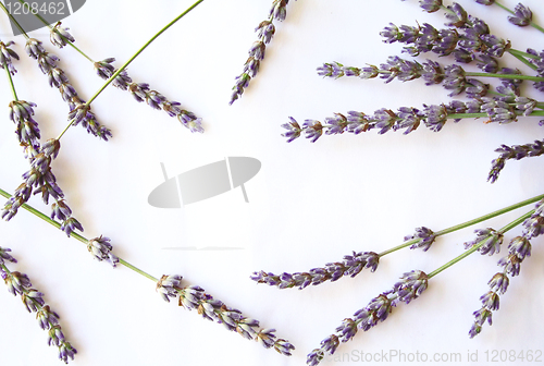 Image of bunch of lavender flowers isolated on white background