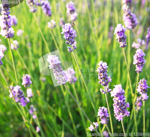 Image of Lavender flowers as background 