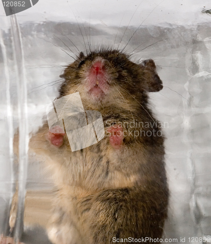 Image of Mouse in glass