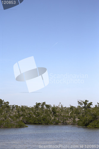 Image of Mangrove swamp tree line