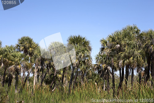 Image of palm tree line view