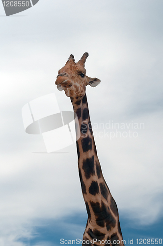 Image of Giraffe