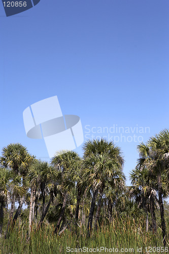 Image of palm tree line view