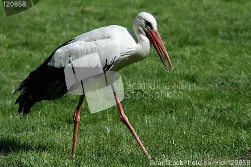 Image of stork