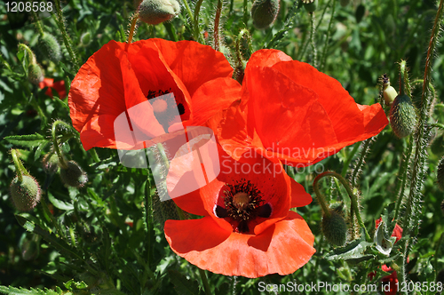 Image of Red poppies