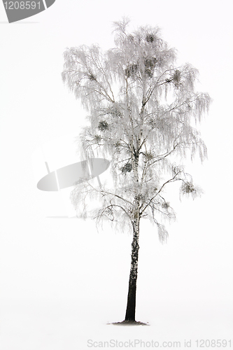 Image of birch in a winter season