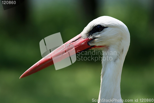 Image of stork