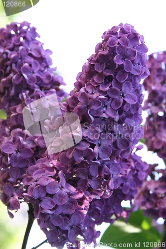 Image of Lilac in blossom